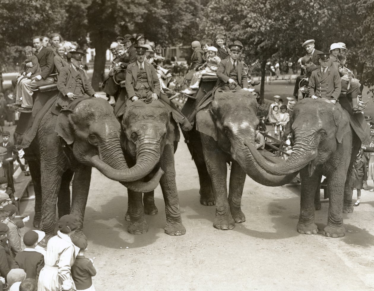 Jízda na slonech v londýnské zoo, červenec 1936 od Frederick William Bond