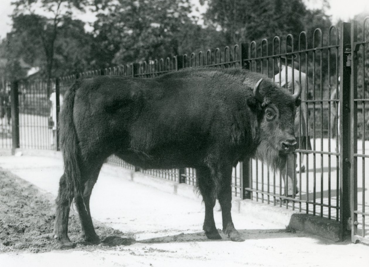 Zubr evropský 