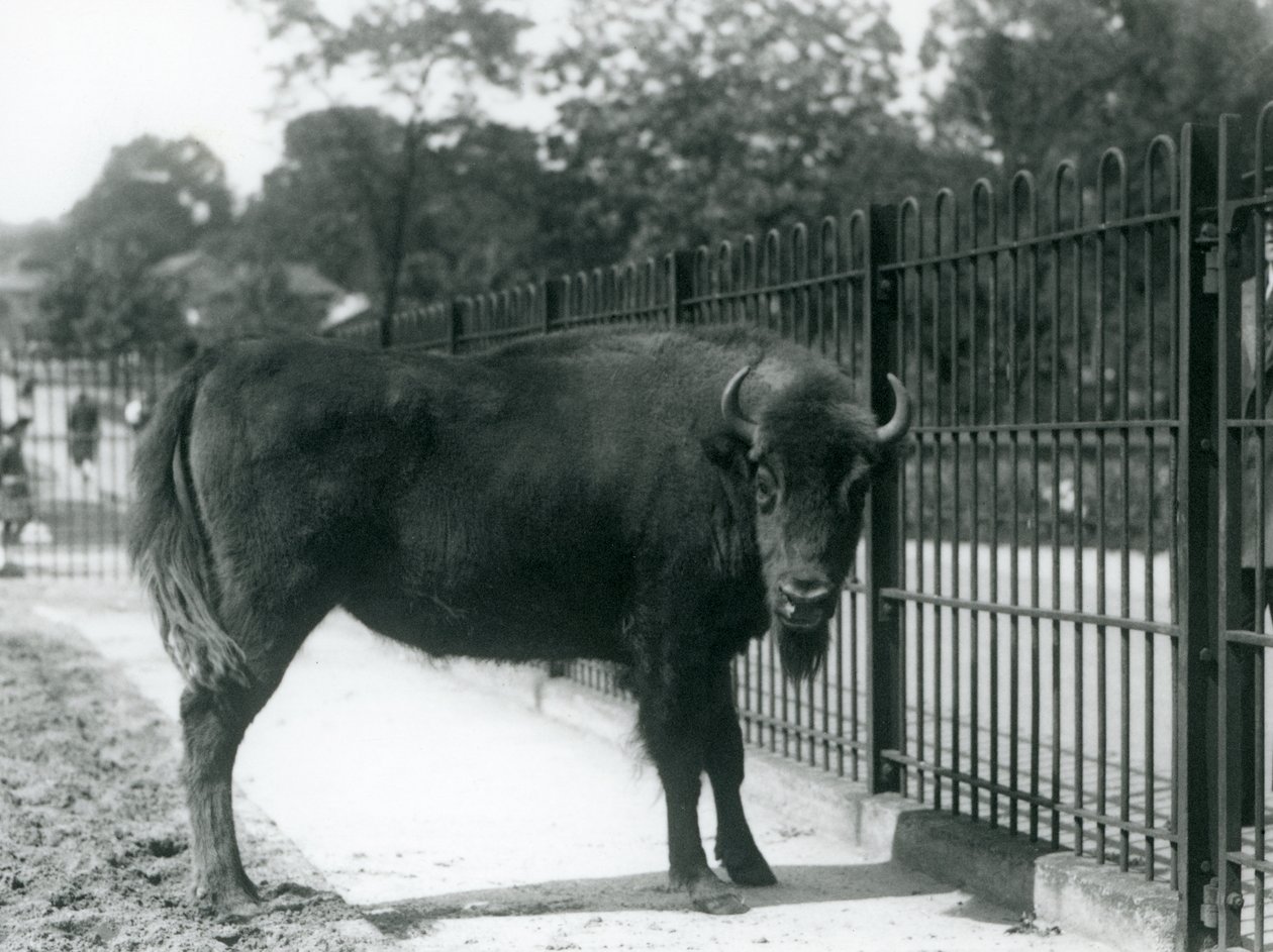 Zubr evropská Georgina v mřížích svého výběhu, londýnská zoo, 12. srpna 1926 od Frederick William Bond