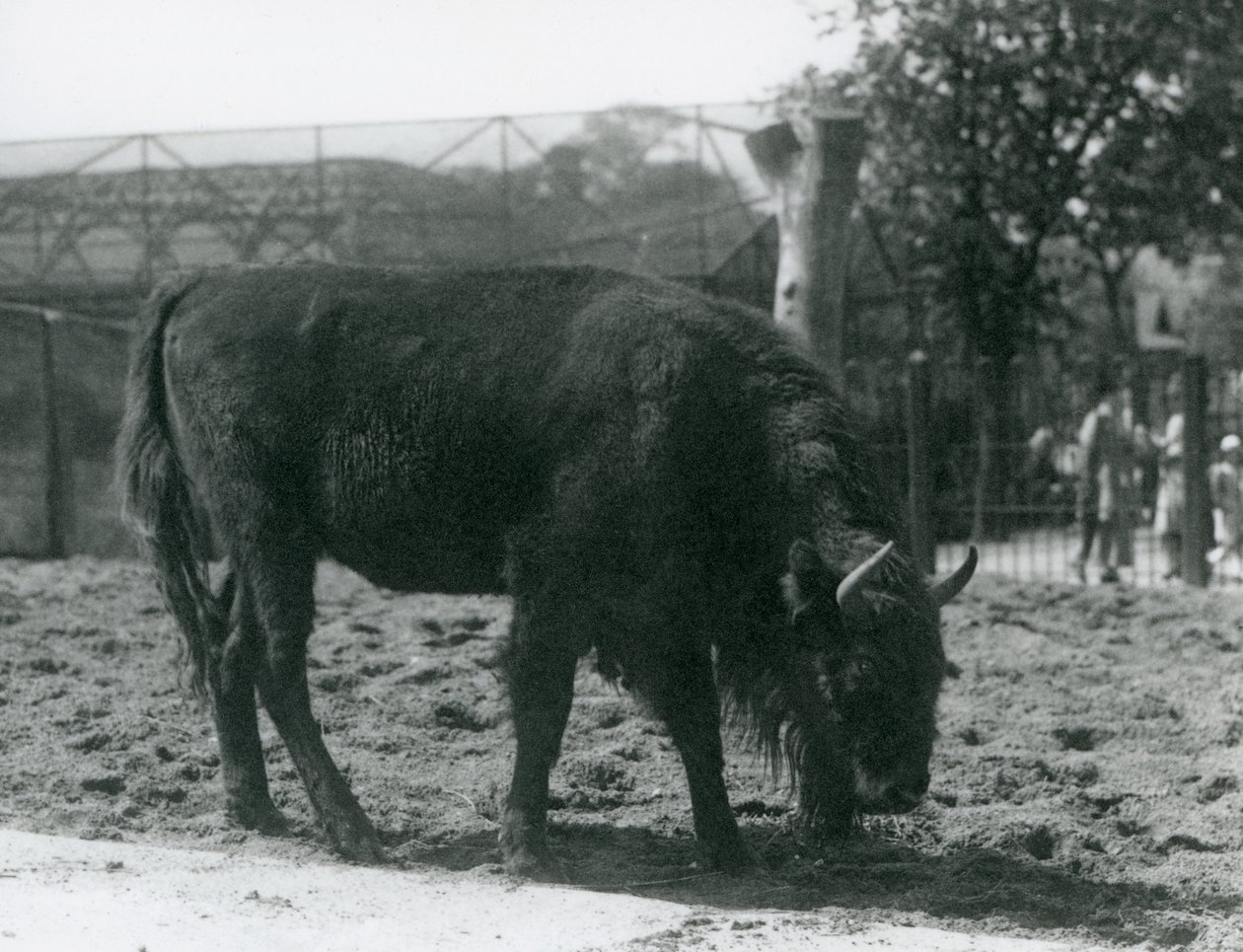Bizonka Julia pojídá trávu ve svém výběhu, Londýnská zoo, 12. srpna 1926 od Frederick William Bond