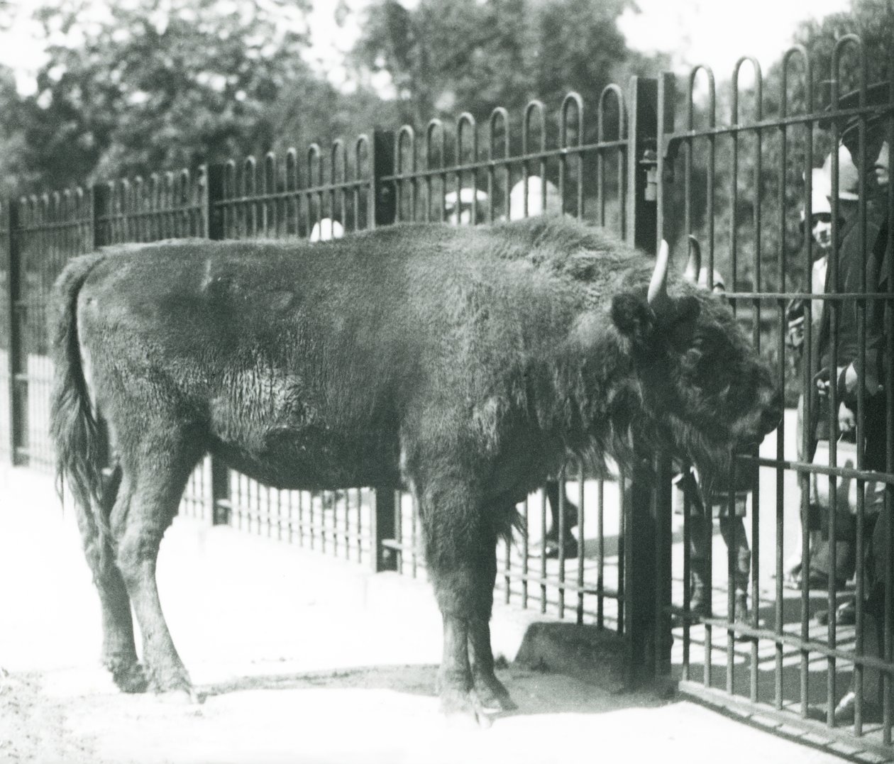 Zubr evropský „Julia“ se setkává s návštěvníky v barech jejího výběhu v londýnské zoo od Frederick William Bond