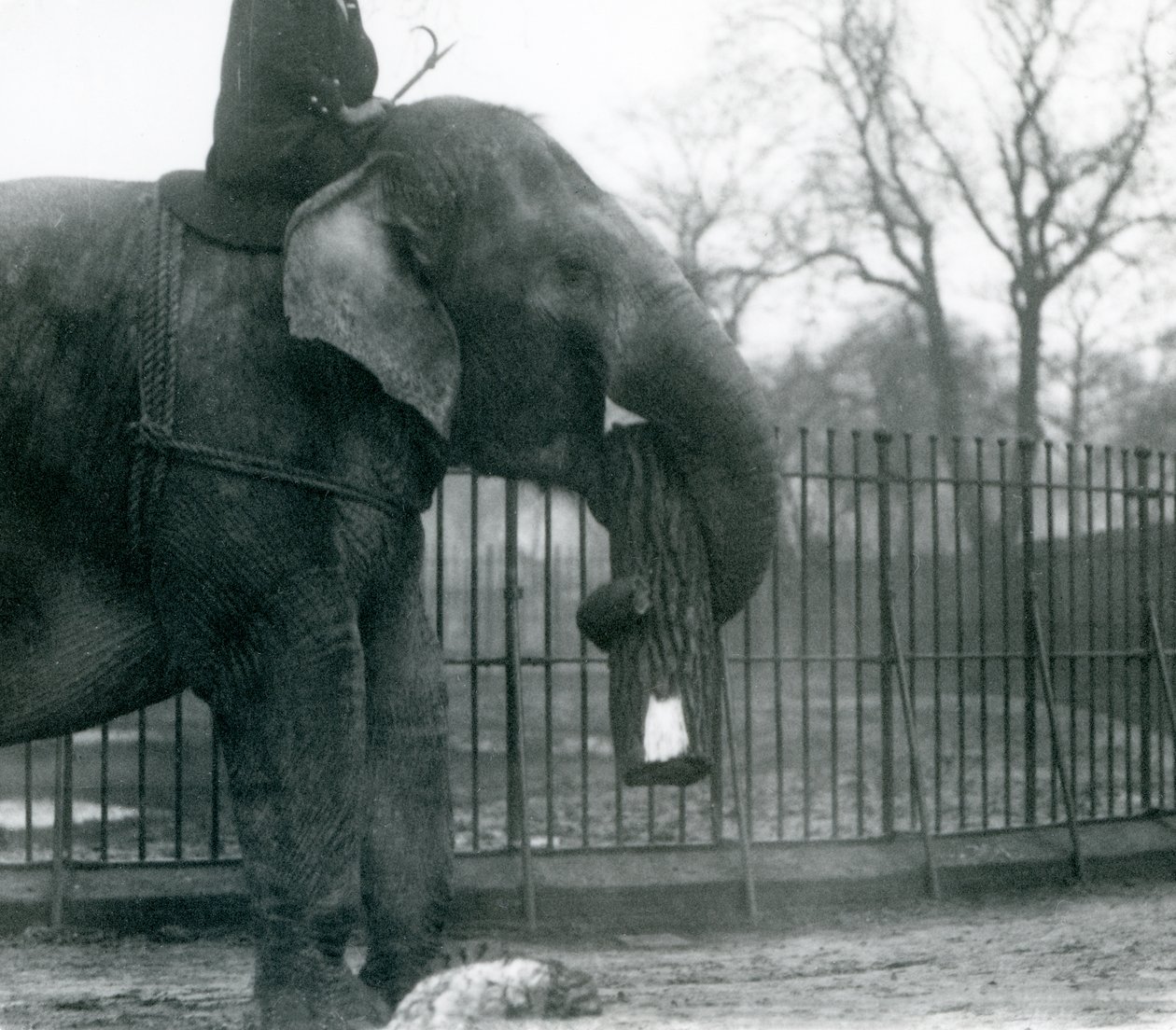 Samice slona asijského, „Indiarani“, přemisťuje chobotem dřevo, zatímco její ošetřovatel sedí na jejích zádech a řídí ji, Londýnská zoo od Frederick William Bond
