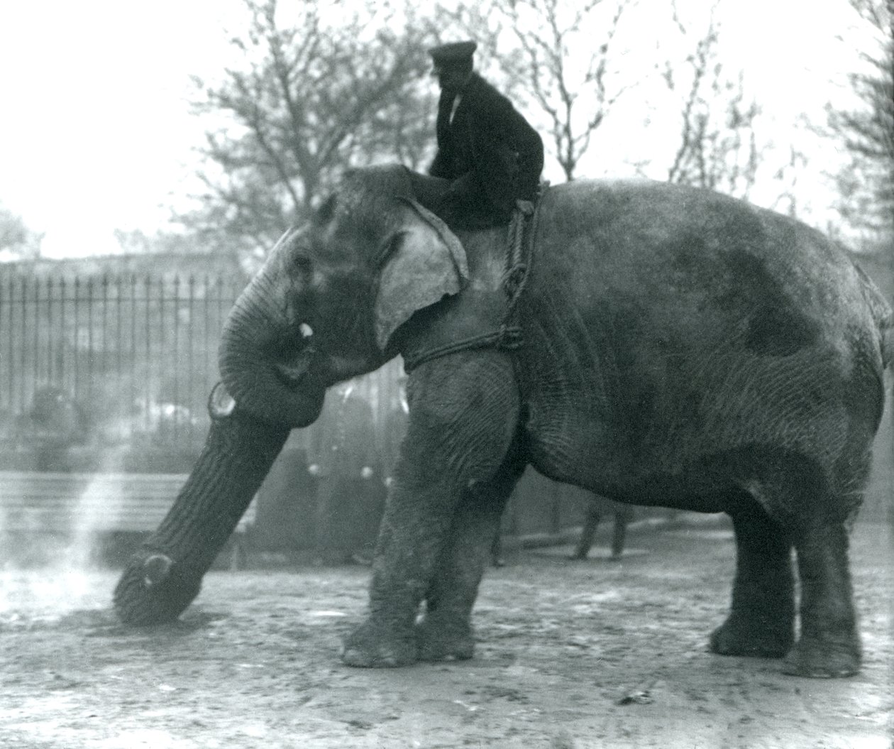 Samice slona asijského, „Indiarani“, přemisťuje chobotem dřevo, zatímco její ošetřovatel sedí na jejích zádech a řídí ji, Londýnská zoo od Frederick William Bond