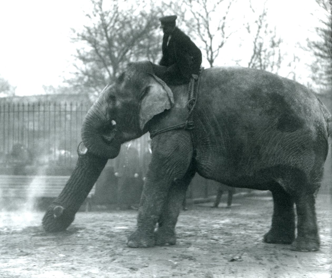Samice slona asijského, Indianani, přemisťuje chobotem dřevo, zatímco její ošetřovatel sedí na zádech a řídí ji, Londýnská zoo, 1925 od Frederick William Bond