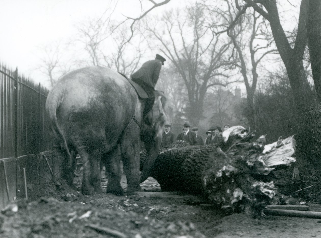 Samice slona asijského, Indianani, přemisťuje chobotem dřevo, zatímco její ošetřovatel sedí na zádech a řídí ji, Londýnská zoo, 1925 od Frederick William Bond
