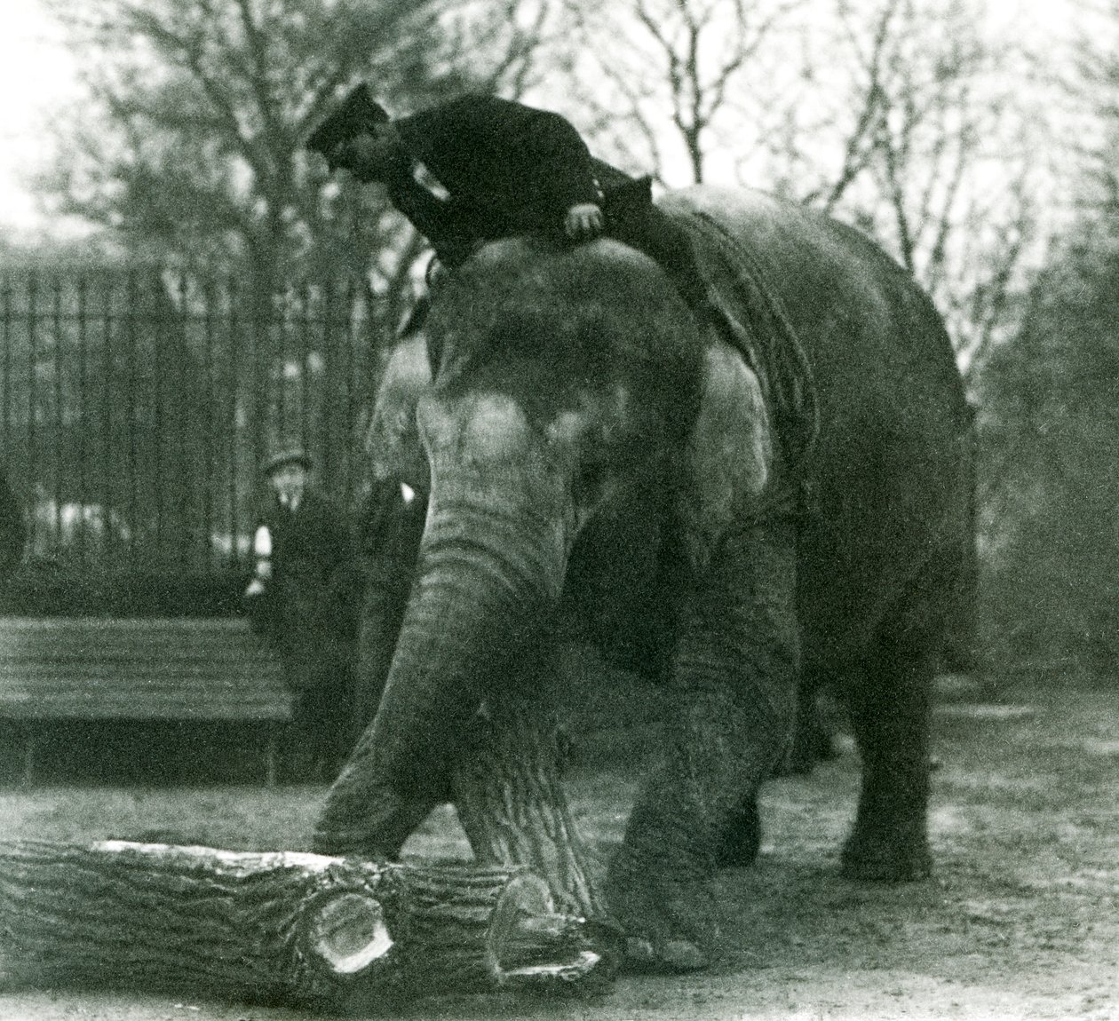 Samice slona asijského, Indianani, přemisťuje chobotem dřevo, zatímco její ošetřovatel sedí na zádech a řídí ji, Londýnská zoo, 1925 od Frederick William Bond