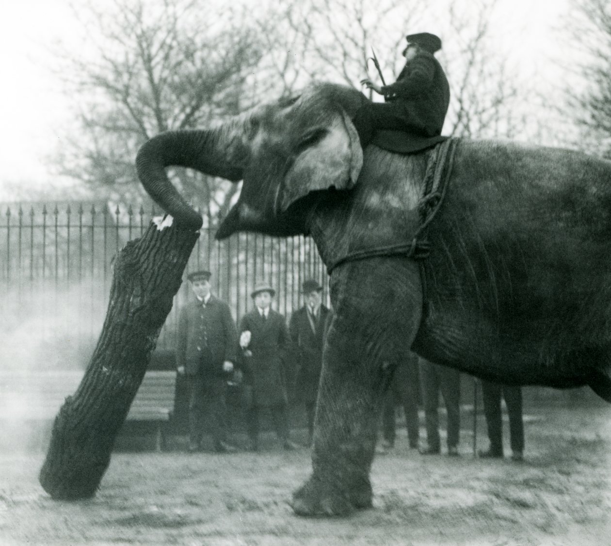 Samice slona asijského, Indianani, přemisťuje chobotem dřevo, zatímco její ošetřovatel sedí na zádech a řídí ji, Londýnská zoo, 1925 od Frederick William Bond
