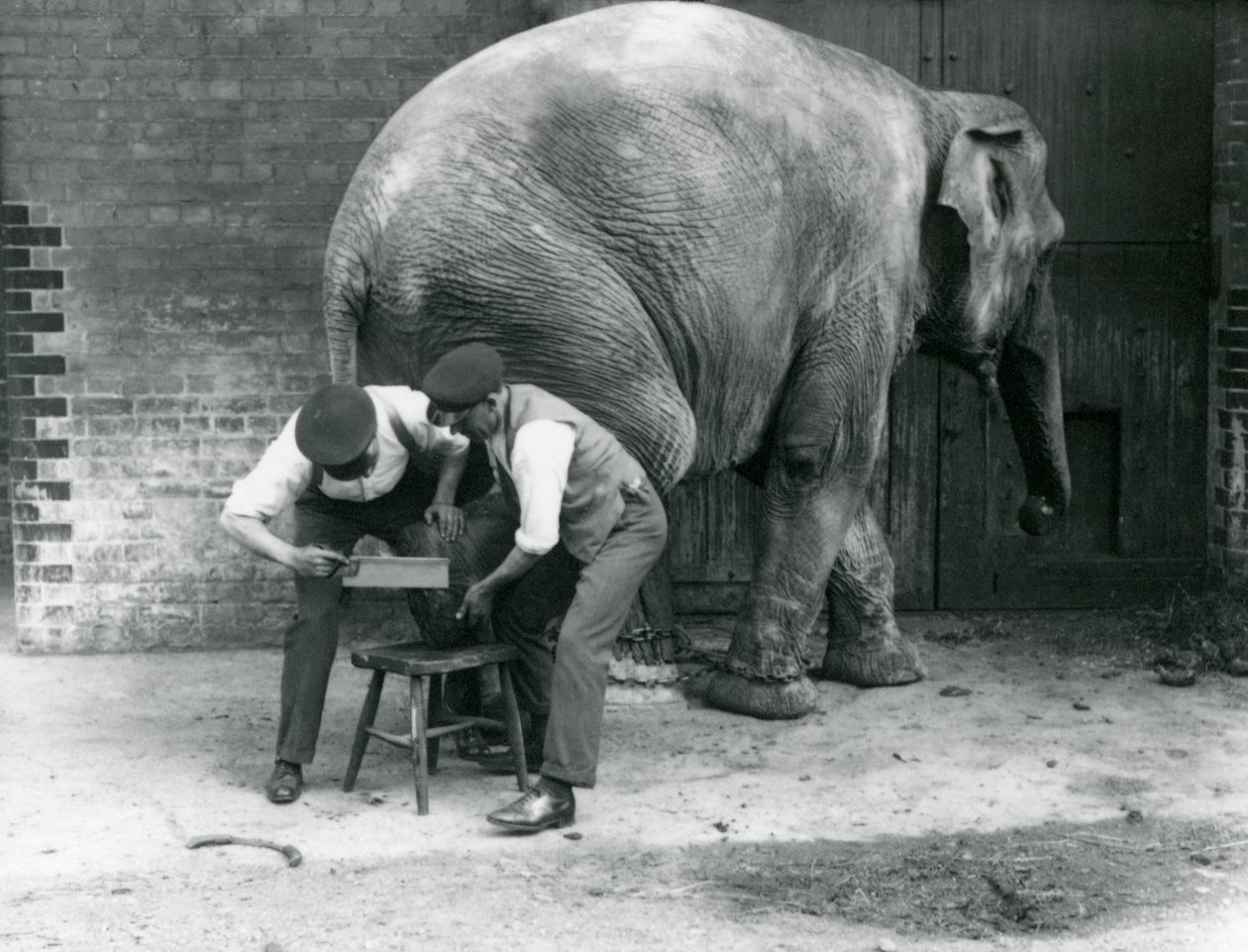 Samici asijského slona Sundermalah její chovatelé ostříhali nohy v londýnské zoo, srpen 1926 od Frederick William Bond
