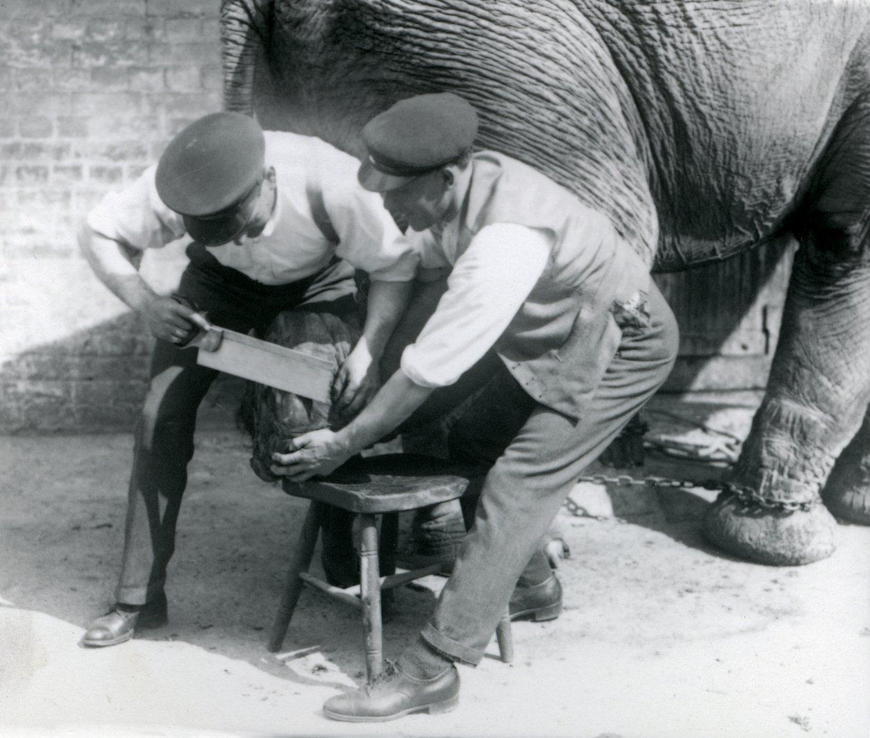Samici asijského slona Sundermalah její chovatelé ostříhali nohy v londýnské zoo, srpen 1926 od Frederick William Bond