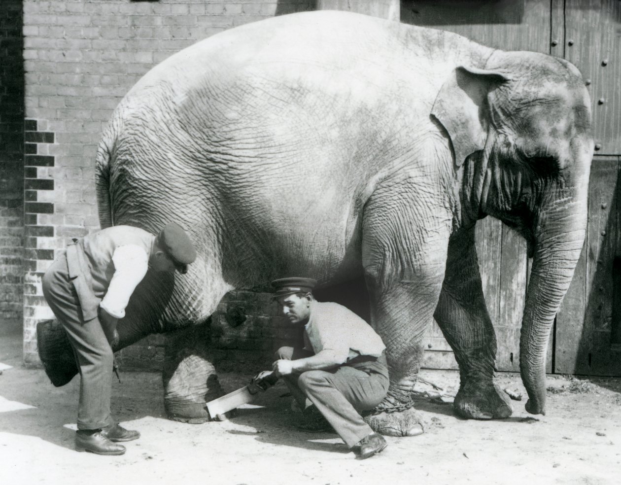 Samici asijského slona Sundermalah její chovatelé ostříhali nohy v londýnské zoo, srpen 1926 od Frederick William Bond