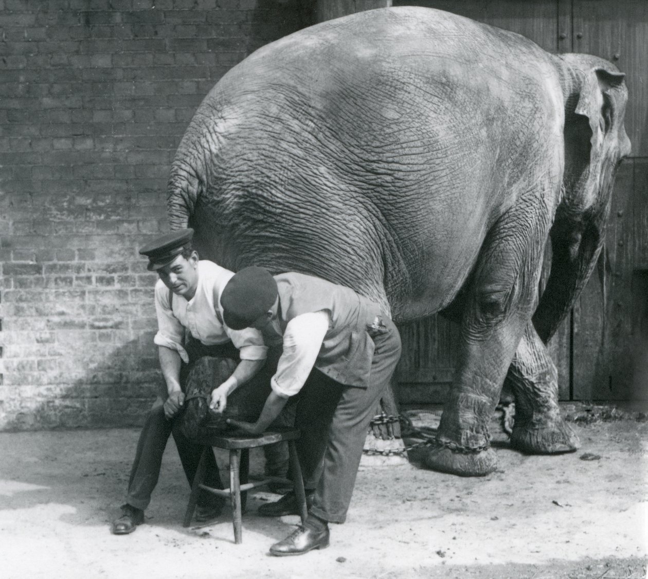 Samici asijského slona ošetřovatelé ořezávají nohy v londýnské zoo, srpen 1926 od Frederick William Bond