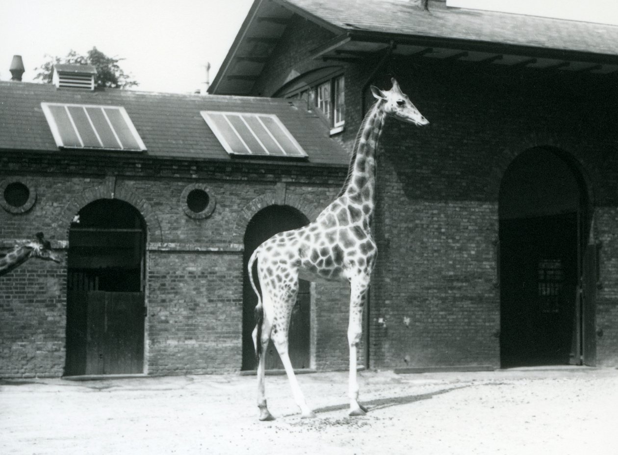 Žirafa, Maud, stojící ve výběhu před Giraffe House, London Zoo, červenec 1925 od Frederick William Bond