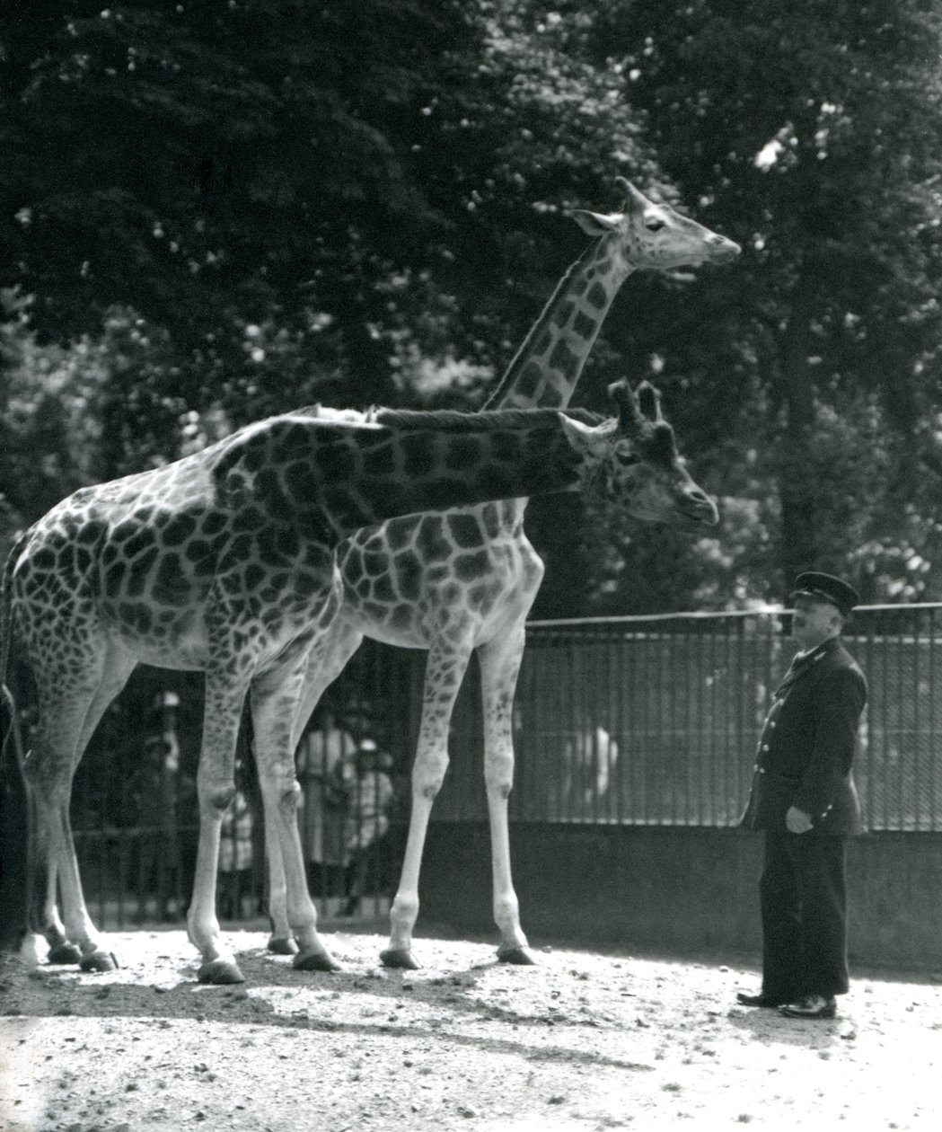 Žirafy Maud a Maggie, s chovatelem Ernie Professor Bowman, Londýnská zoo, červenec 1924 od Frederick William Bond
