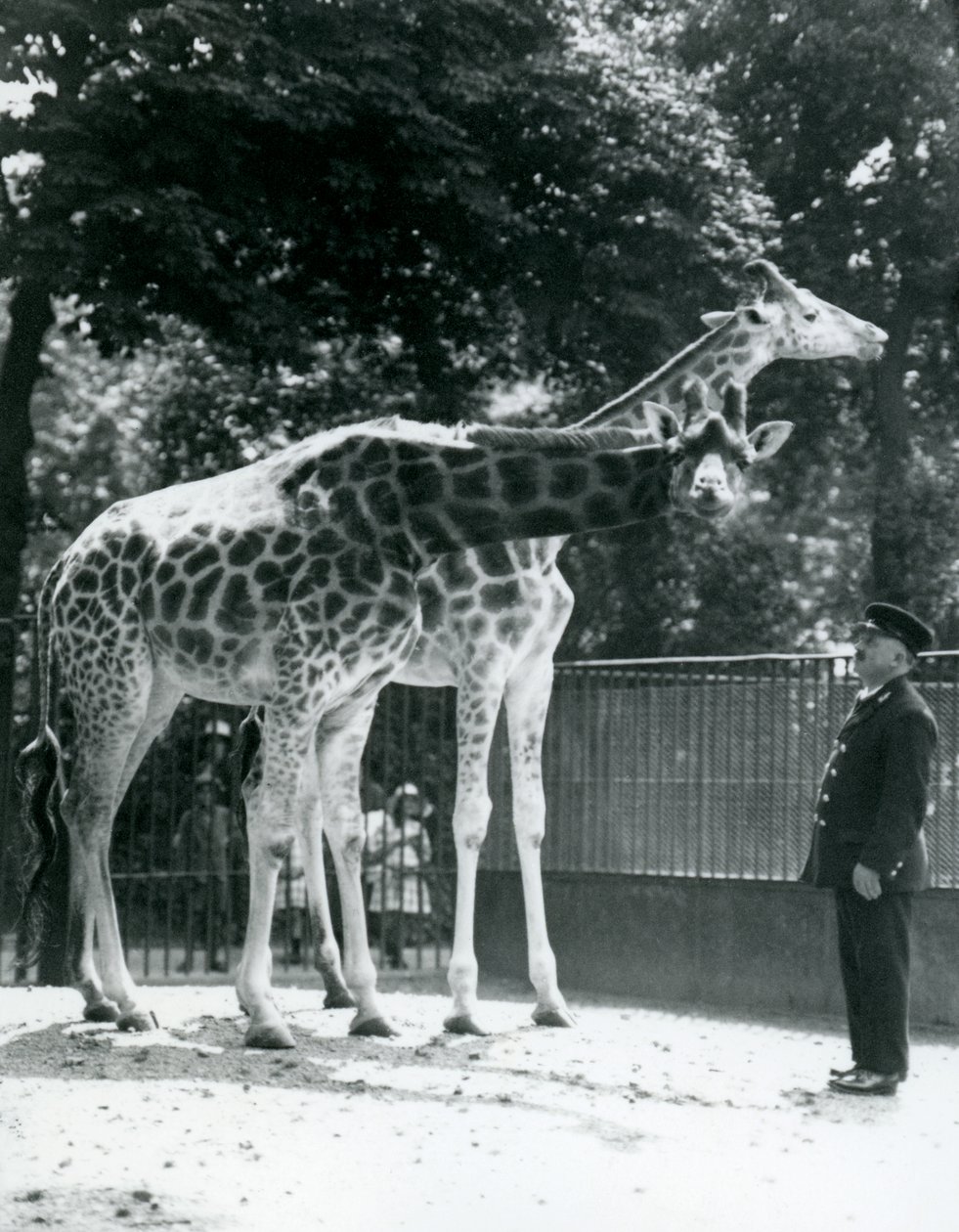 Žirafy Maud a Maggie, s chovatelem Ernie Professor Bowman, Londýnská zoo, červenec 1924 od Frederick William Bond