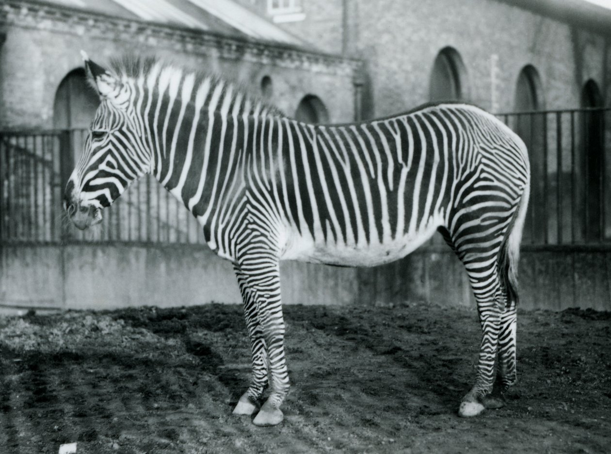 Žena Grevys Zebra, nebo Imperial Zebra, Jennie stojící ve svém výběhu v londýnské zoo, 1927 od Frederick William Bond