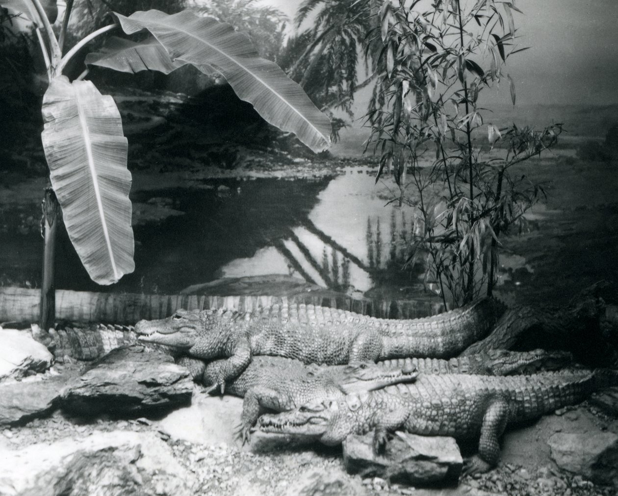 Čtyři aligátoři, v panoramatickém prostředí s banánovníkem, v londýnské zoo v roce 1929 (černobílá fotografie) od Frederick William Bond