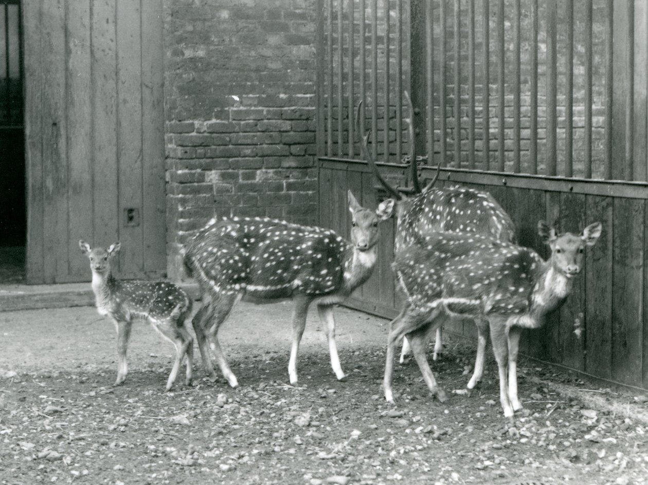 Čtyřosý jelen včetně, jelena s parohy a koloucha, v londýnské zoo v roce 1926 (černobílá fotografie) od Frederick William Bond