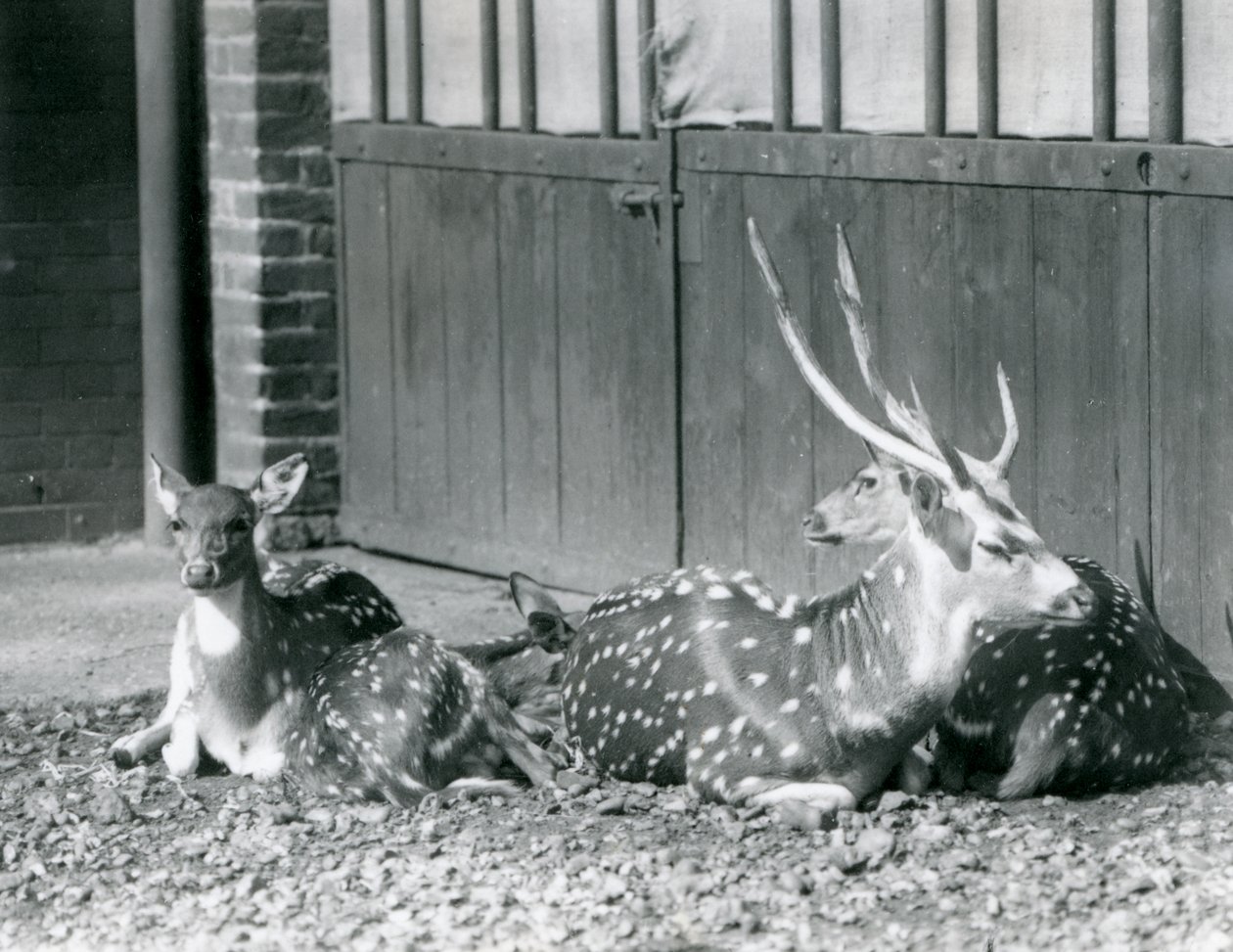 Čtyři jeleni axisové včetně jelena s parohy v londýnské zoo v roce 1924 od Frederick William Bond
