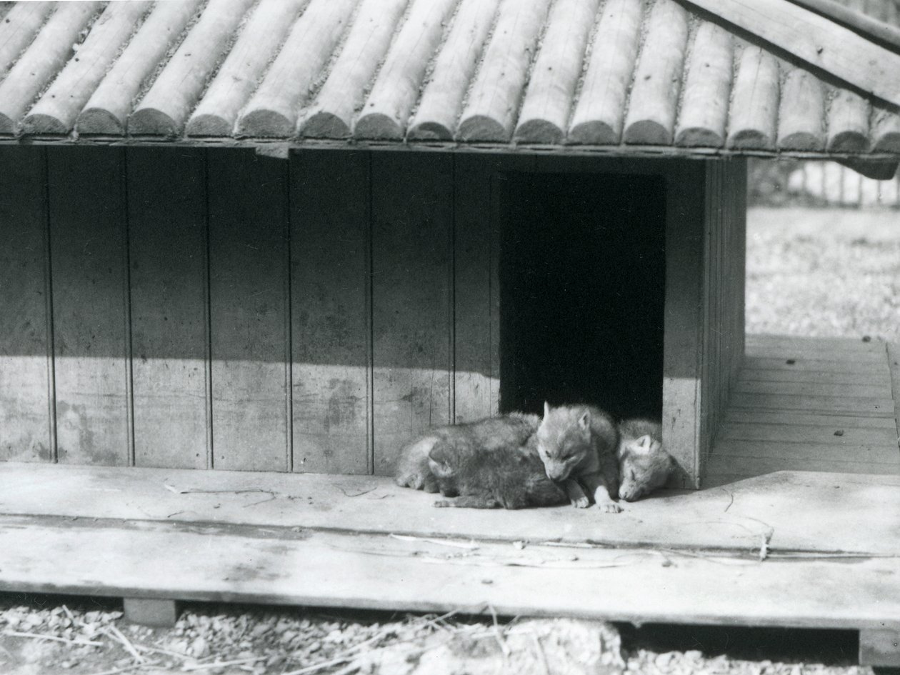 Čtyři kojotí štěňata odpočívající u vchodu do jejich doupěte/dřevěné chovatelské stanice v londýnské zoo od Frederick William Bond