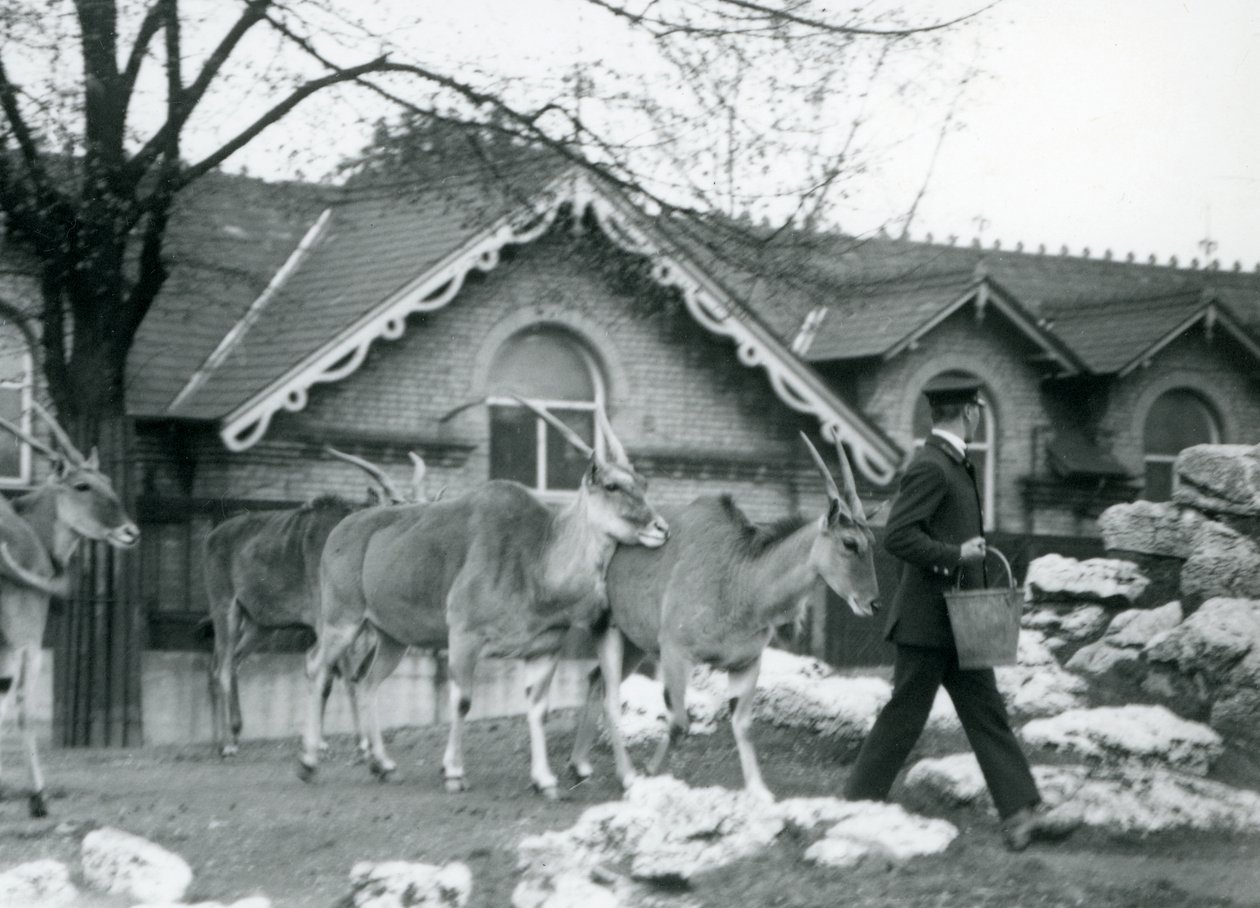 Čtyři losi sledují svého chovatele v době krmení ve výběhu před Antelope House, londýnská zoo, červen 1925 od Frederick William Bond