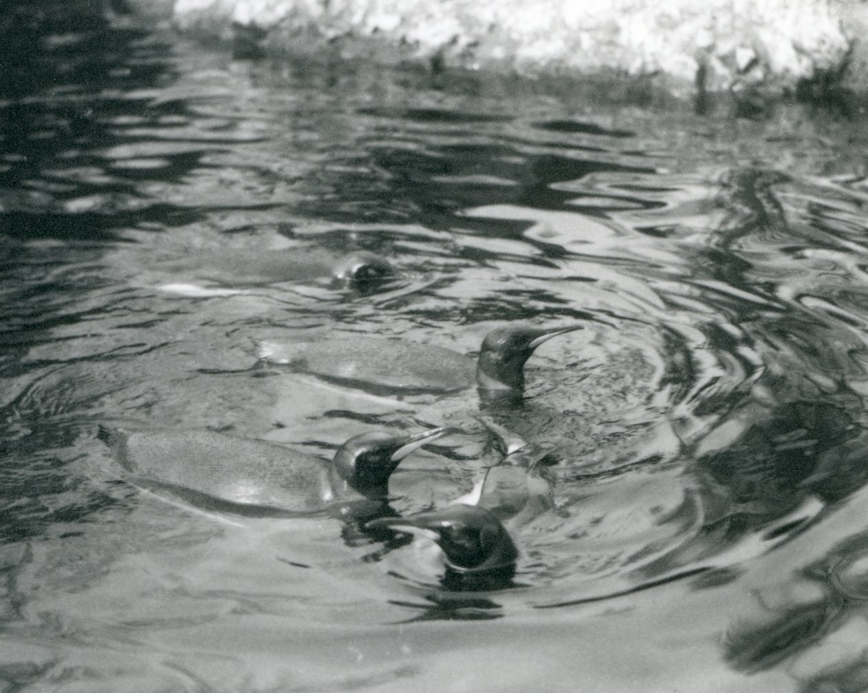 Čtyři tučňáci královští plavou ve svém bazénu v londýnské zoo, červen 1927 od Frederick William Bond