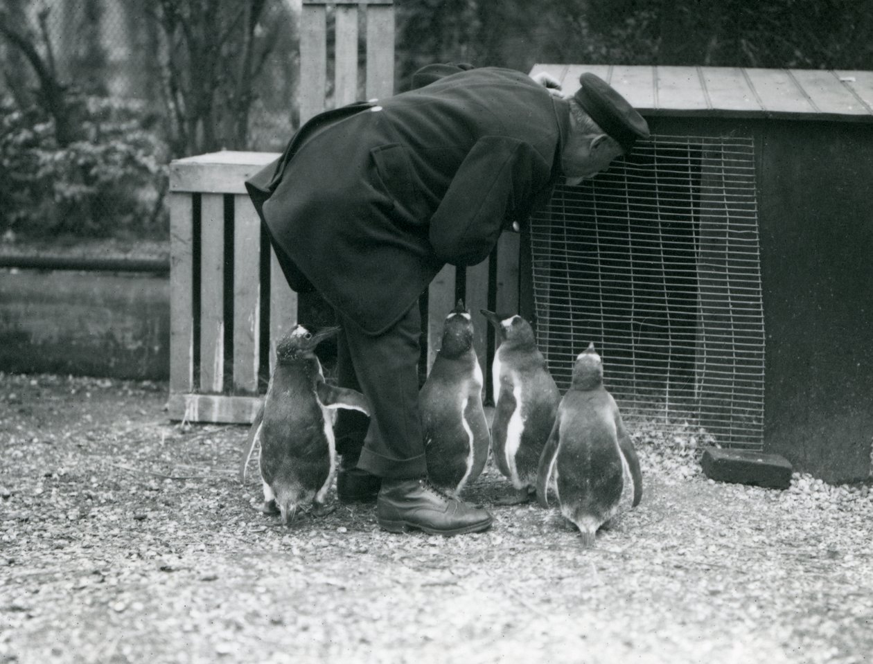Gentoo Penguins s chovatelem Albertem Whitem, London Zoo, c.1914 od Frederick William Bond