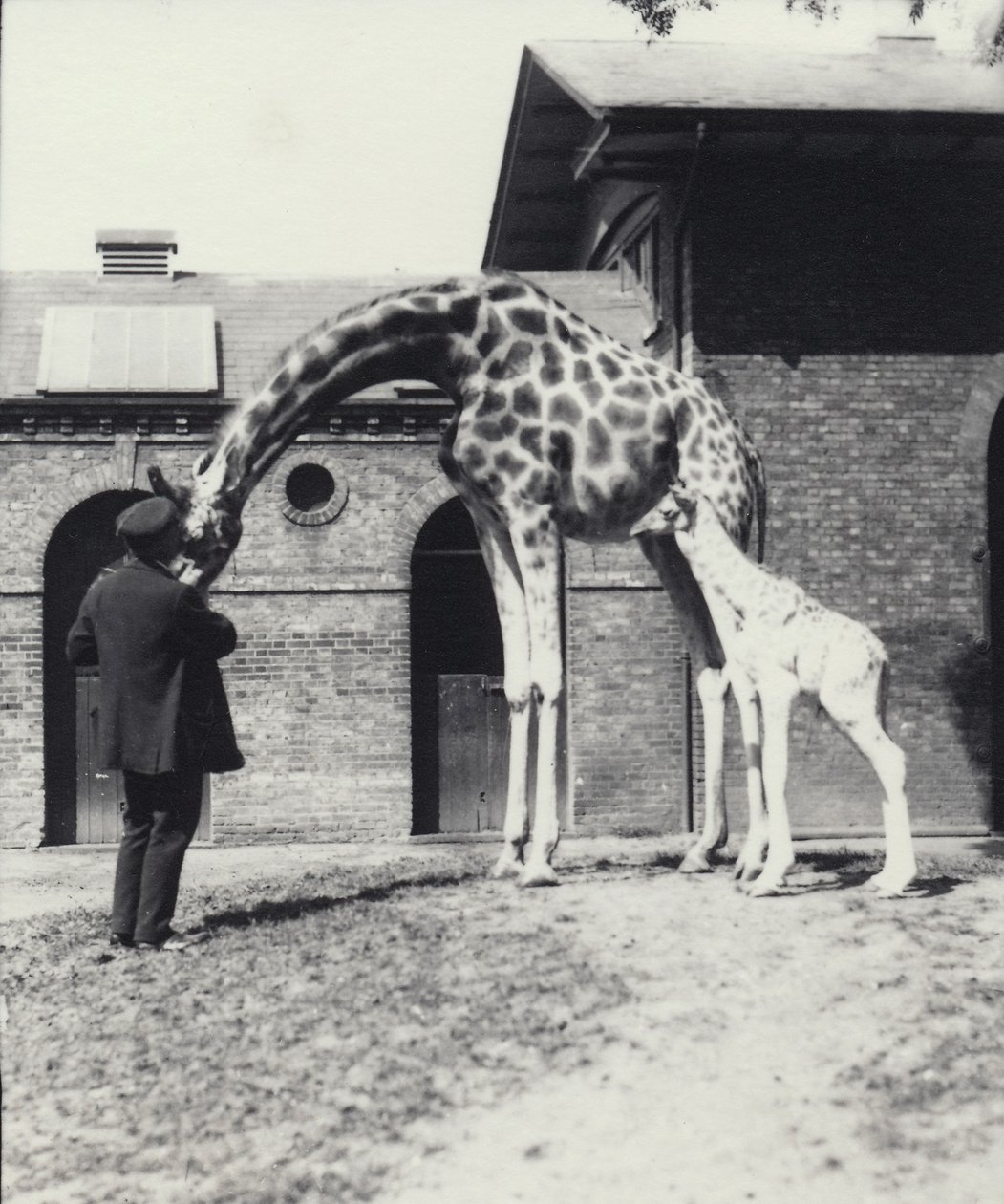 Žirafa s třídenním mládětem a ošetřovatelem v londýnské zoo, 1914 od Frederick William Bond