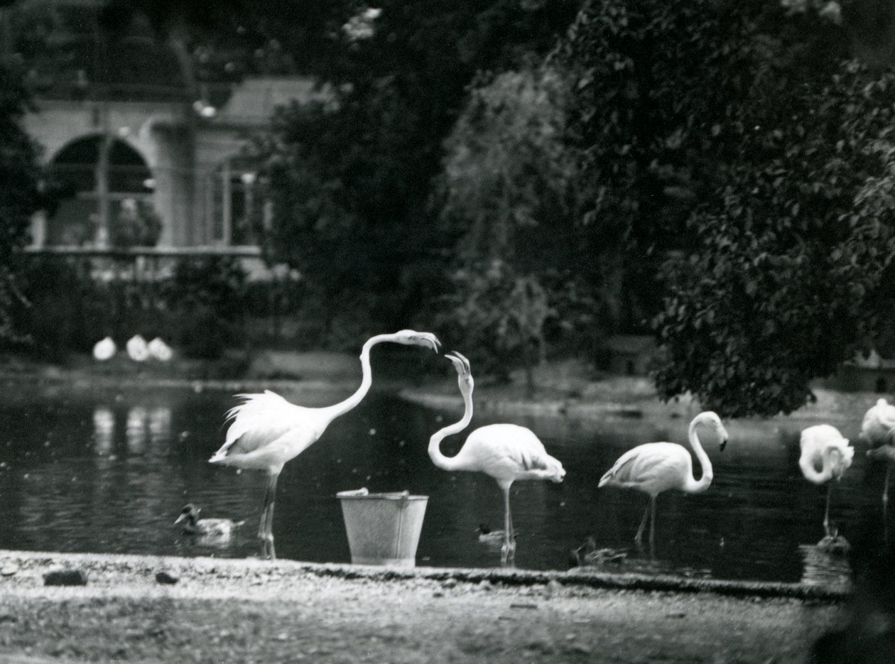 Plameňáci větší na jezeře v londýnské zoo v roce 1924 od Frederick William Bond