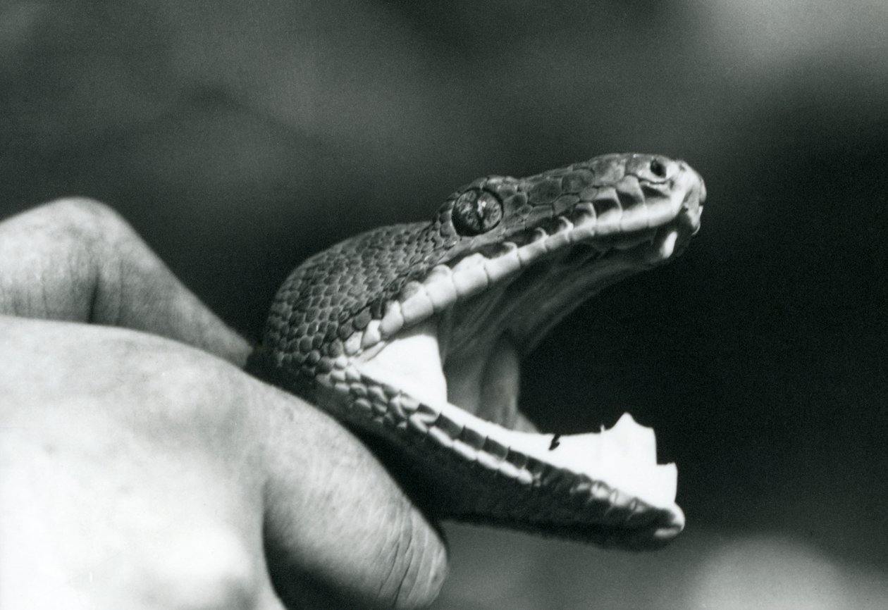Hlava hroznýše smaragdového stromu, s otevřenou tlamou, drženou za krk, jeho chovatelem, londýnskou zoo od Frederick William Bond