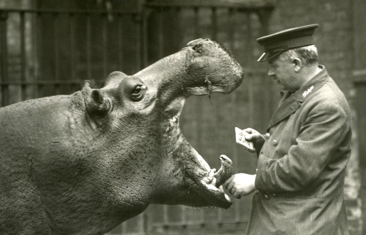Hroch Bobbie s chovatelem Erniem Bowmanem, Londýnská zoo, 1927 od Frederick William Bond