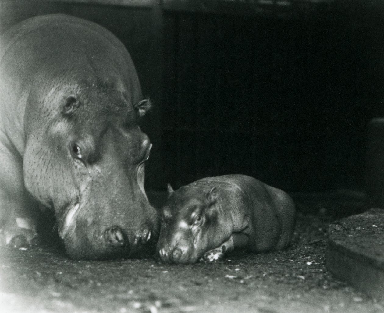 Hrošice Joan se svým mládětem Jimmym v londýnské zoo v březnu 1927 od Frederick William Bond