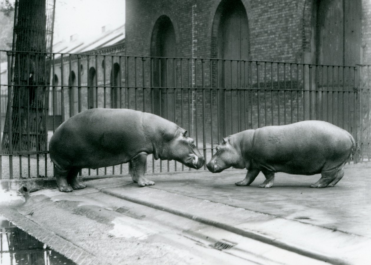 Hroši Bobbie a Joan jsou představeni v londýnské zoo, 1923 (černobílá fotografie) od Frederick William Bond