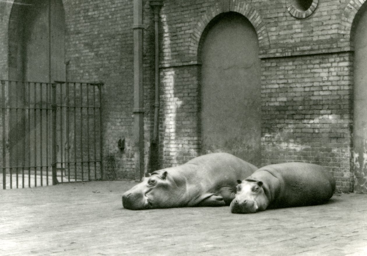 Hroši Bobbie a Joan v londýnské zoo, červenec 1923 (černobílá fotografie) od Frederick William Bond