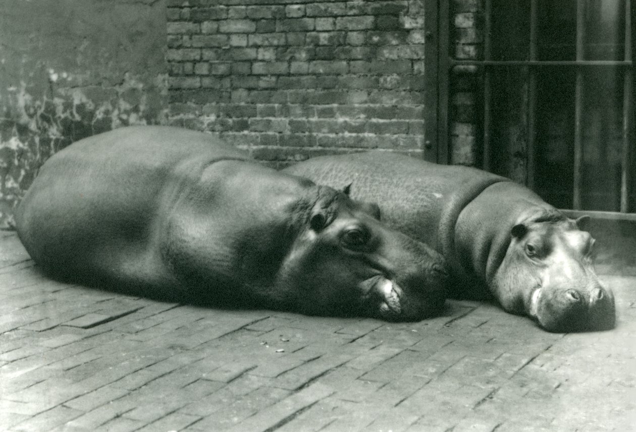 Hroši Bobbie a Joan ležící ve svém výběhu v londýnské zoo, červenec 1923 (černobílá fotografie) od Frederick William Bond
