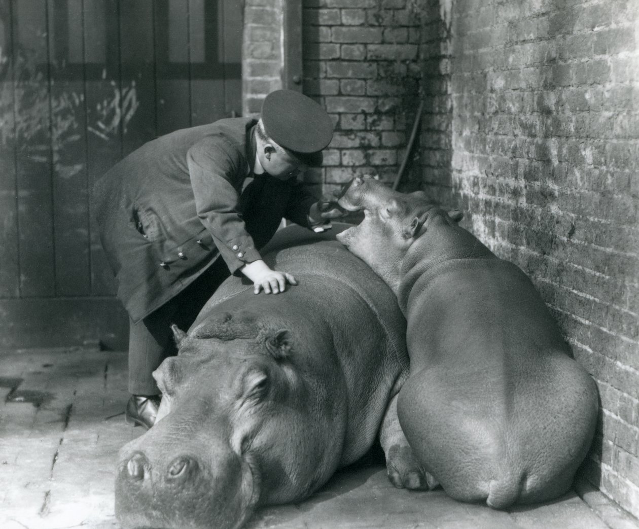 Hroši Joan a Jimmy v londýnské zoo v roce 1927 od Frederick William Bond
