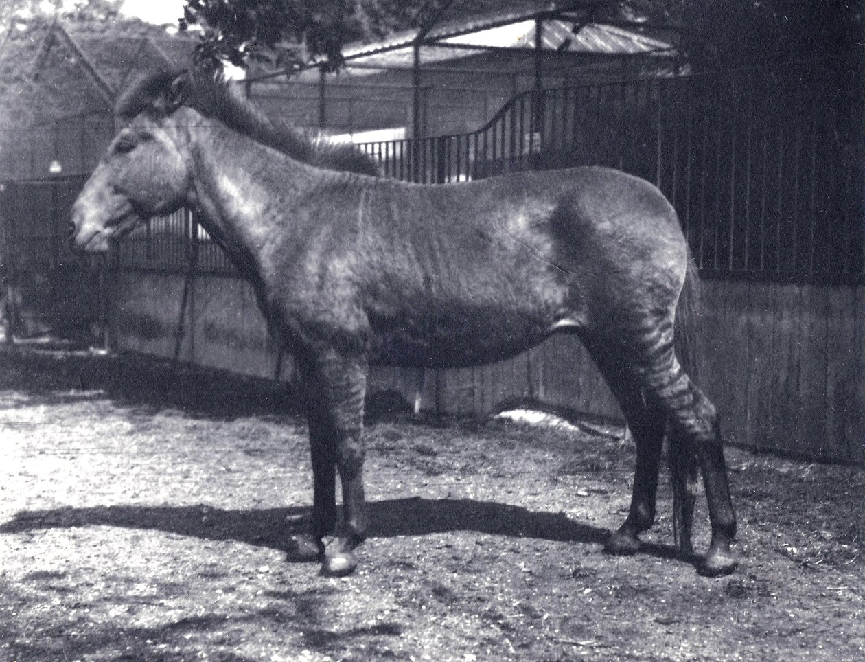 Hybrid zebrahorse at London Zoo, July 1916  od Frederick William Bond