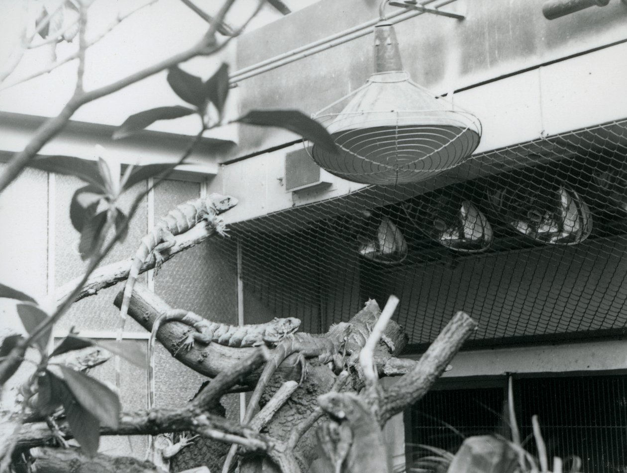 Leguáni, vyhřívající se na větvích, užívající si umělého slunečního světla ve svém výběhu, Londýnská zoo, srpen 1928 (č/b foto) od Frederick William Bond