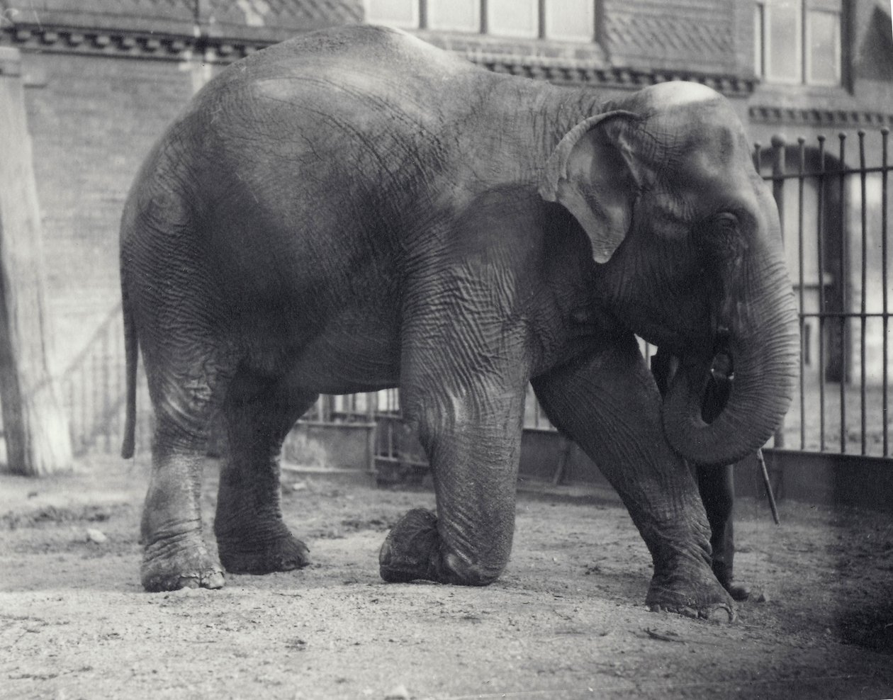 Slon indický, Assam Lukhi, klečící s ošetřovatelem v londýnské zoo, duben 1914 od Frederick William Bond