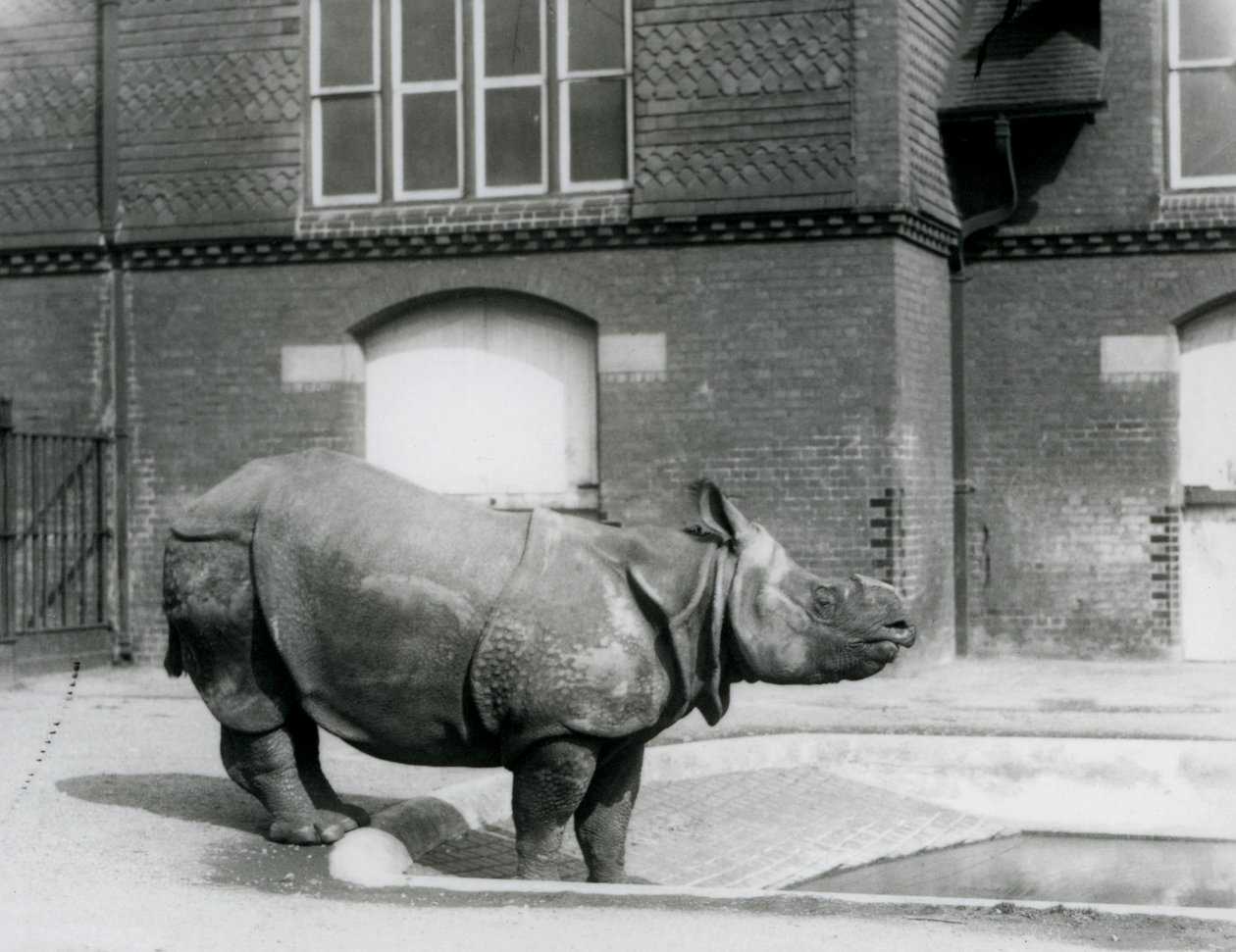 Nosorožec indický Felix stojící na okraji svého bazénu v londýnské zoo v roce 1927 od Frederick William Bond