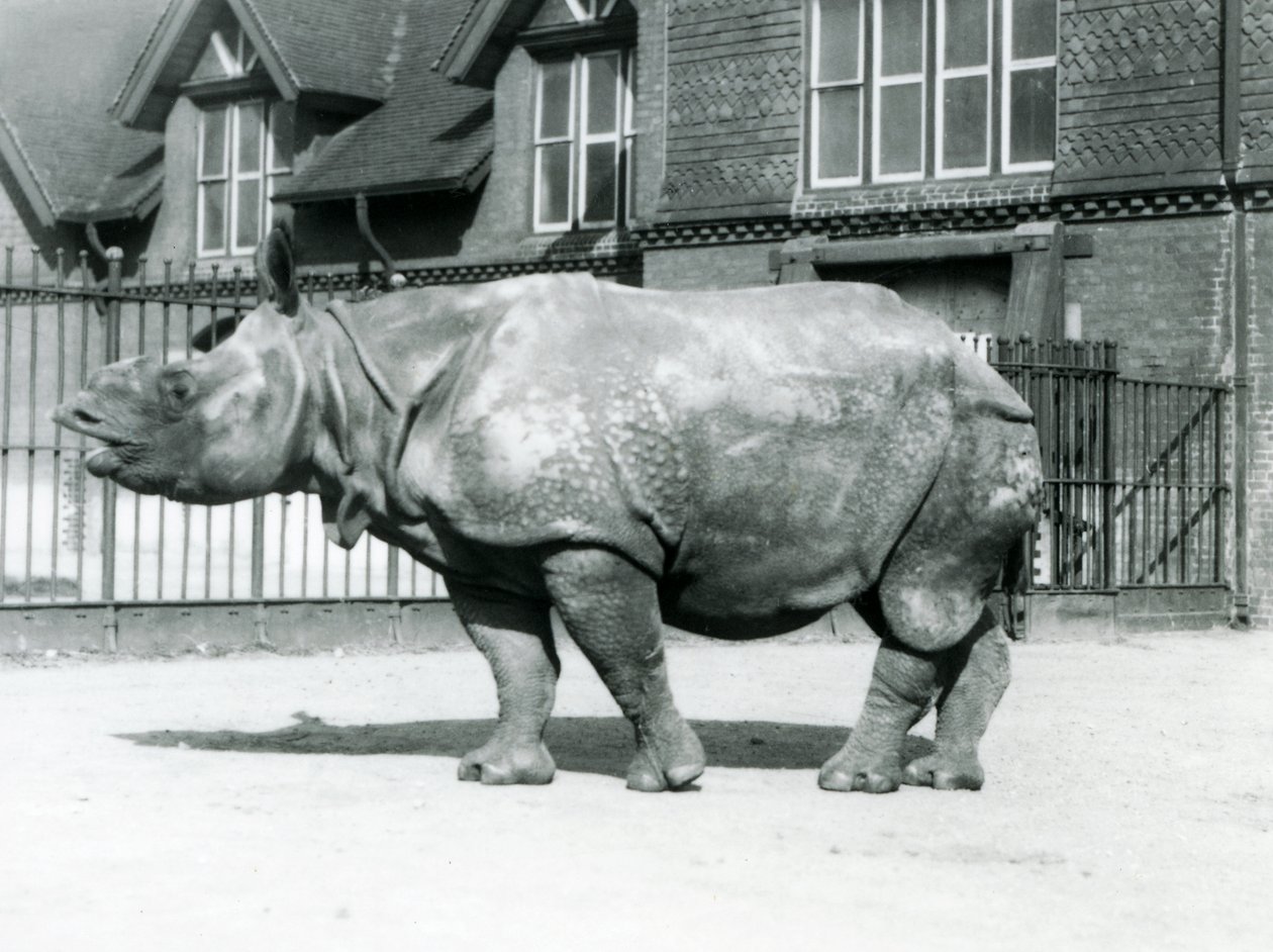 Nosorožec indický Felix stojící ve svém výběhu v londýnské zoo, 1927 od Frederick William Bond