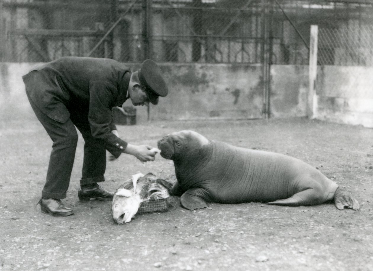 Chovatel, Arthur Chandler, krmí ryby mladému mrožovi, London Zoo, 1924 od Frederick William Bond