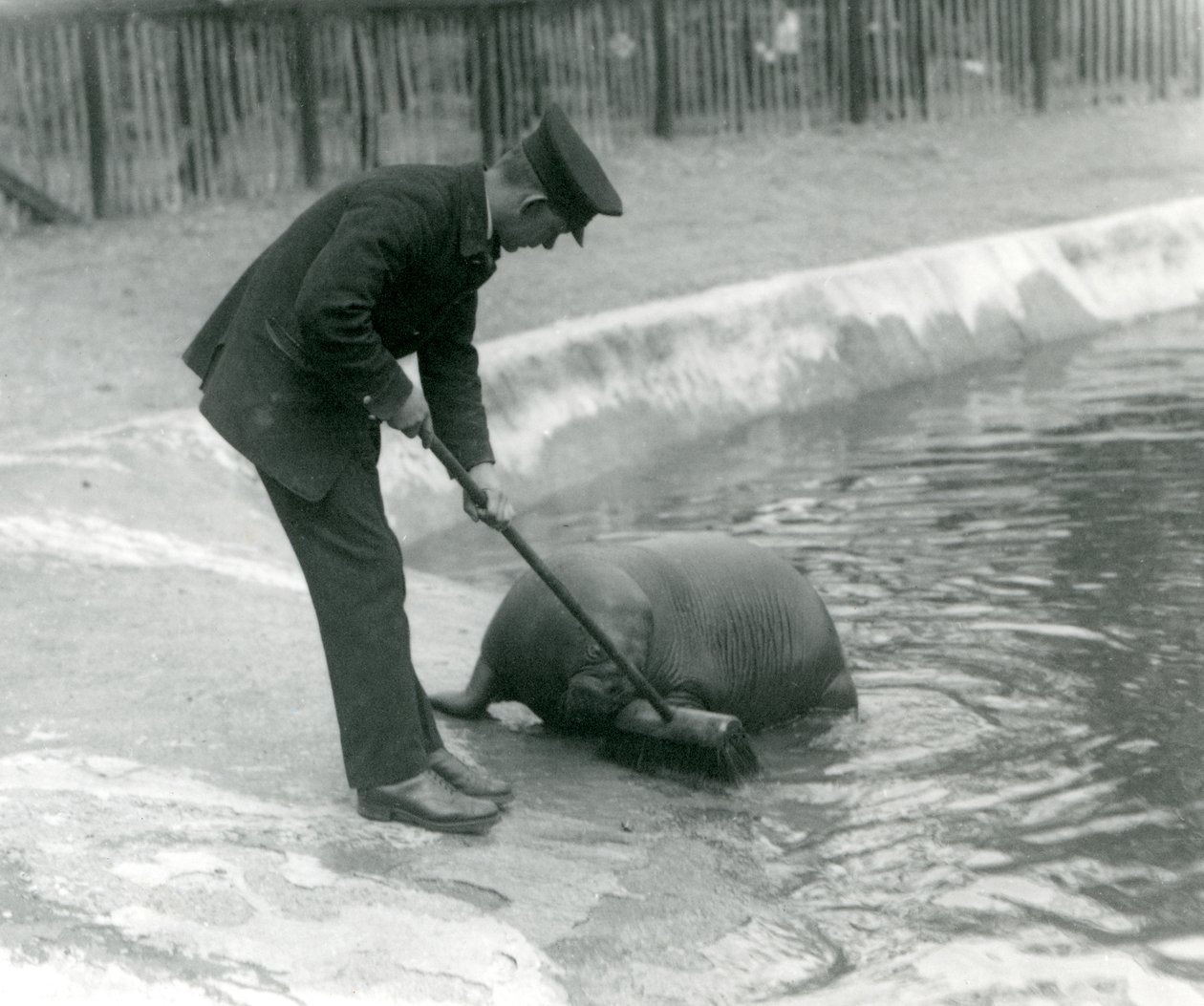 Ošetřovatel Arthur Chandler vymetá mroží bazén, Londýnská zoo, 1924 od Frederick William Bond