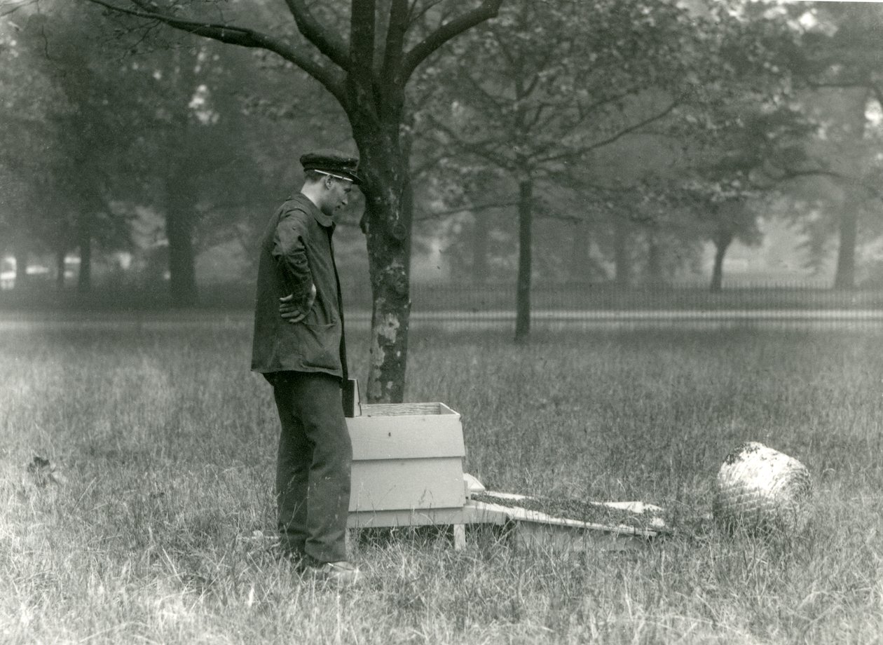Keeper Brown stěhuje roj včel, Londýnská zoo, červenec 1926 od Frederick William Bond