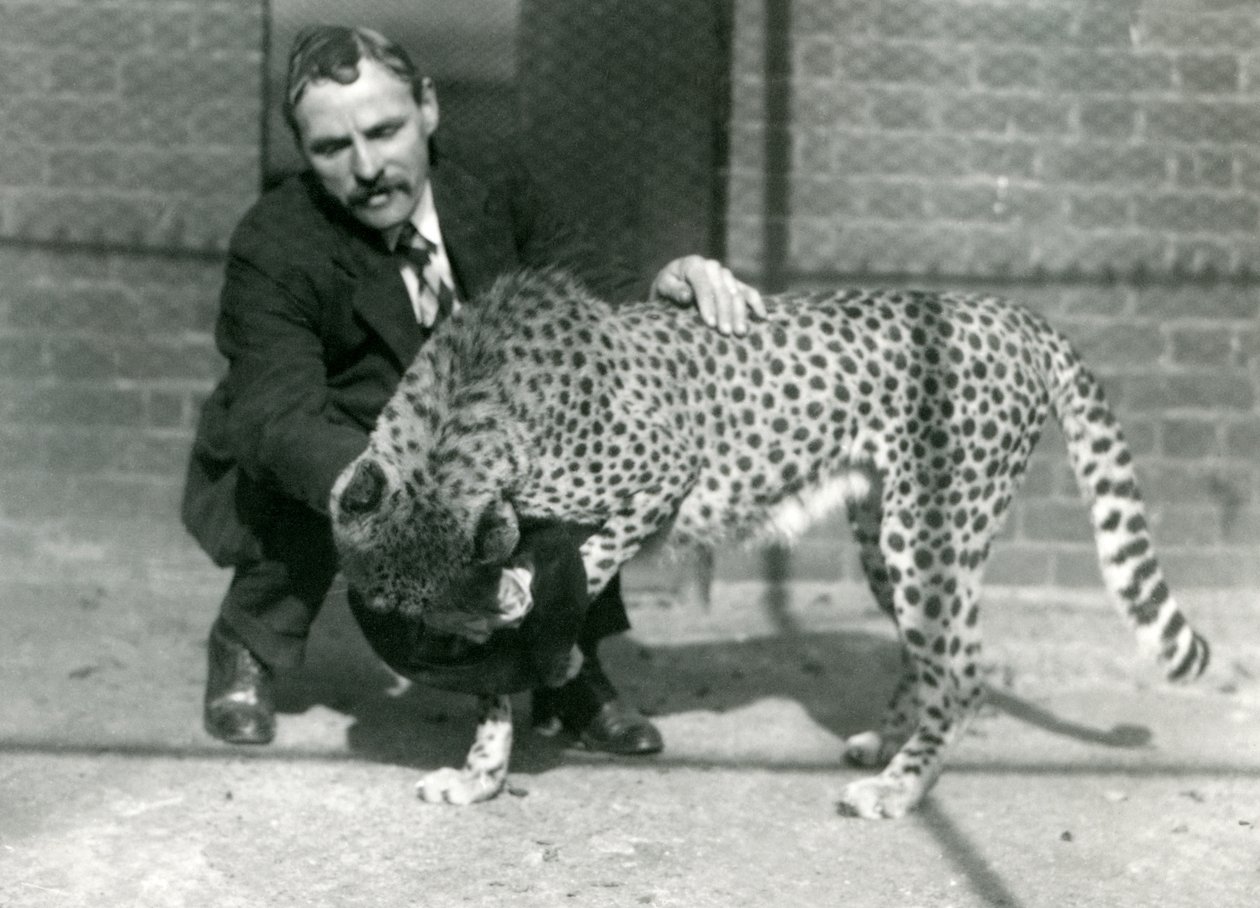 Chovatel Charles Dixon s hravým gepardem v londýnské zoo, říjen 1922 od Frederick William Bond