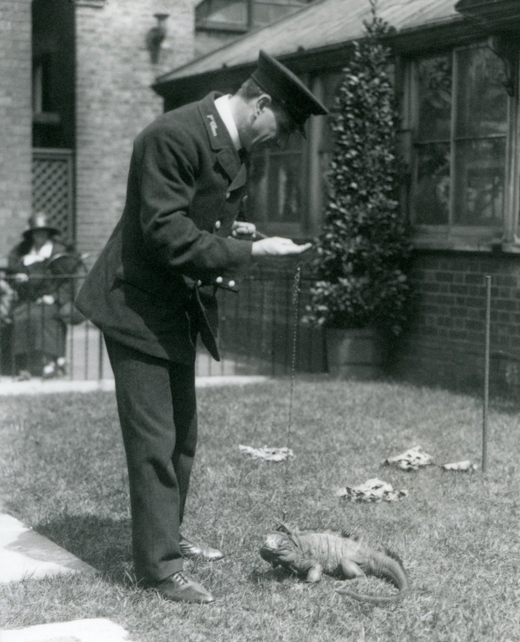 Chovatel Collins na trávníku v londýnské zoo s leguánem skalním na vodítku, londýnská zoo, 1924 od Frederick William Bond