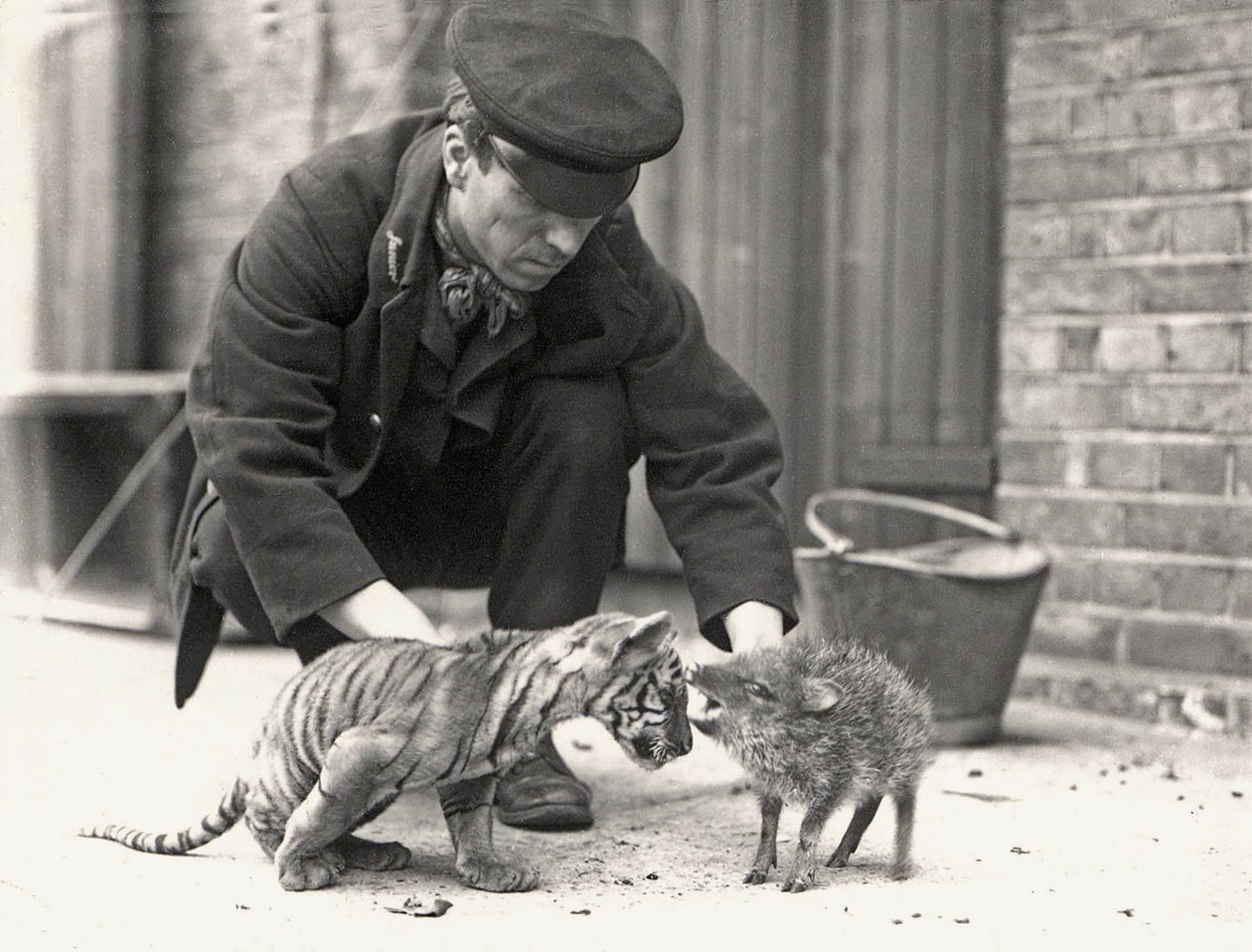 Chovatel, H. Warwick, s tygřím mládětem a pekariem, pořízeno v ZSL London Zoo, květen 1914 od Frederick William Bond