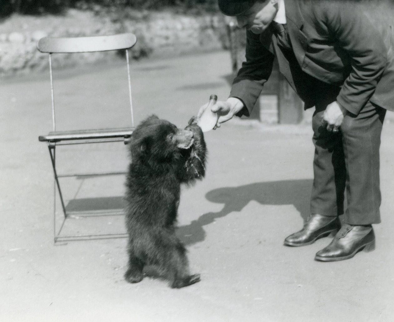 Chovatelská láhev Harry Warwick krmí mládě lenochoda v londýnské zoo, srpen 1921 od Frederick William Bond