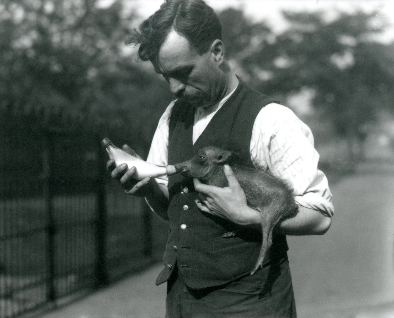 Chovatel Harry Warwick láhev krmí mládě Warthog v londýnské zoo, v srpnu 1922 od Frederick William Bond
