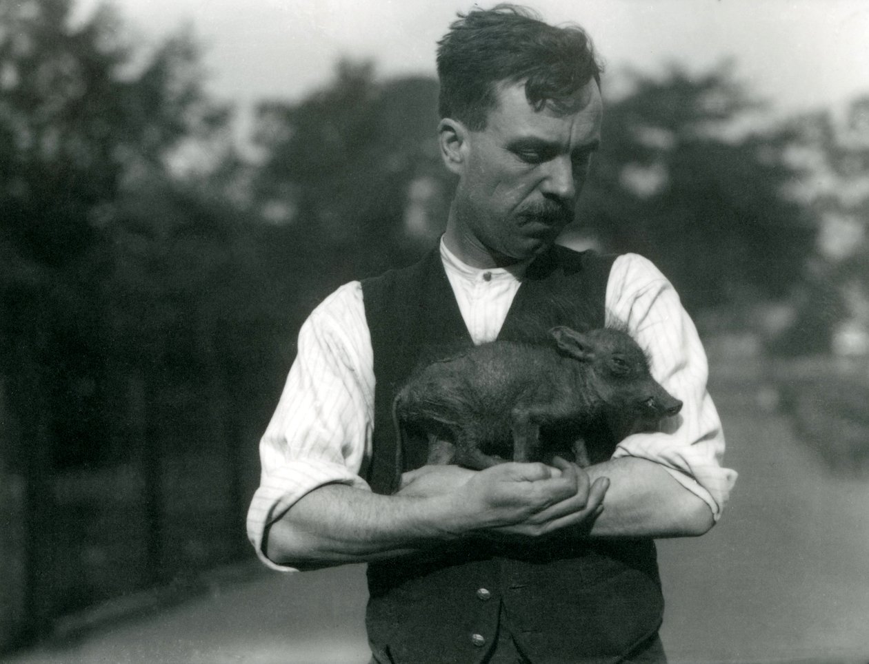 Chovatel Harry Warwick drží v náručí mládě prase bradavičnatého v londýnské zoo, srpen 1922 od Frederick William Bond