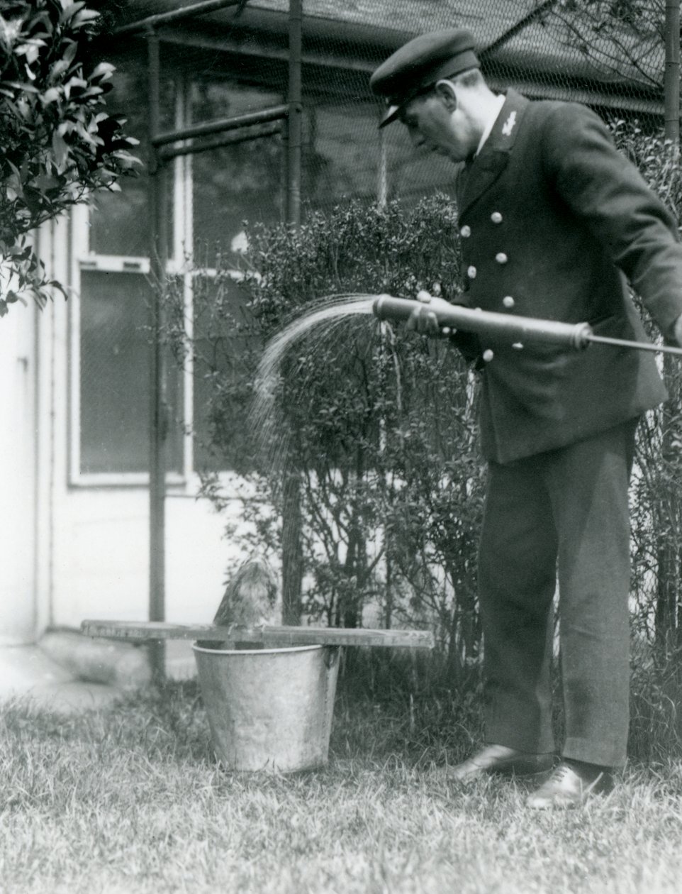 Ošetřovatel Thomas Raggett sprchuje žabího mloka, Londýnská zoo, 1924 od Frederick William Bond